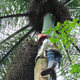 A climber nearing a nest at the top of a palm tree